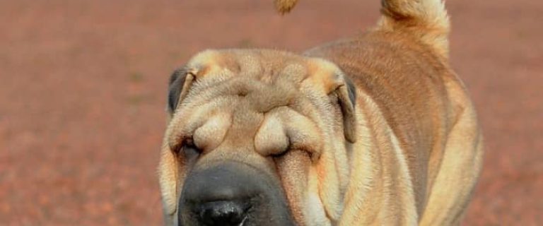 Looking for Ba-Shar dog breed facts? Check out everything you need to know- from appearance to health traits- about this designer mixed breed!