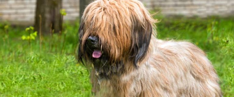 If you follow AKC news, you know they recently welcomed the Barbet dog breed to their list of "recognized" breeds. Read on to learn all about him!