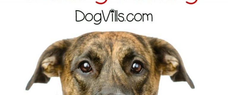 How far would you go to save your dogs? Would you run into a burning building to rescue them? That's what one man did in today's Barking News story. His heroism and love for his pups saved them from disaster. Now he needs a bit of help from the dog lover community. Check out this touching and harrowing story of a man who risked his life to save his beloved canine companions.