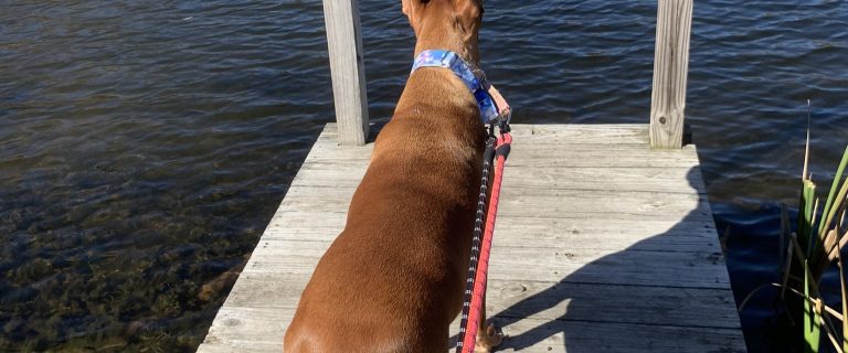 beach safety tips for dogs