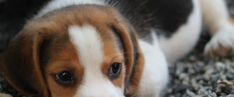 beagle-puppy-dog-names-2