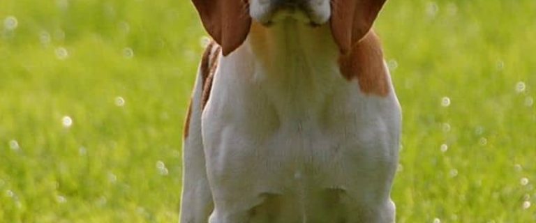 The Beagle is a great small dog for kids. It's intelligent, loyal, loving, devoted, and it loves to play. This makes the beagle the perfect small dog.