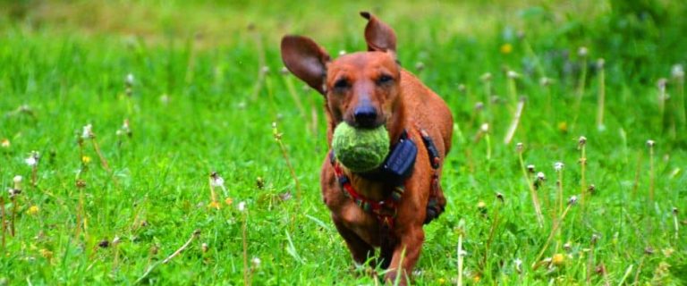 dog catching ball from one of the best automatic ball launchers