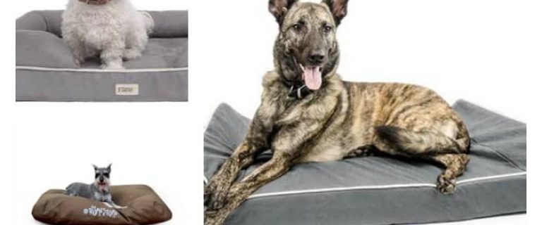 Find the best dog beds for chewers is a bit more difficult than choosing bedding for a relatively mellow dog! You need something that can really hold its own against your canine's pointy canines! We'll tell you how to choose the best dog beds for chewers, plus check out our top picks across different categories!