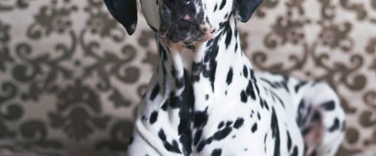 If you're looking for the best dog beds for Dalmatians, stick around! We're sharing five that we think are just spot on! Yes, we went there!