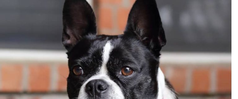 Looking for the best dogs to have it you work all day? These nine breeds can tolerate being left alone while you're at the office. Check them out!