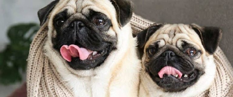 best dogs to get in pairs