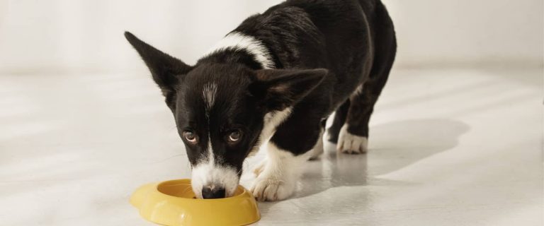 Here are the best puppy food for firm stools. However, it's essential to consult your veterinarian first if you're concerned about your pup's poop!