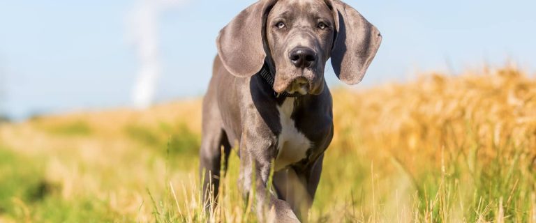Great Dane