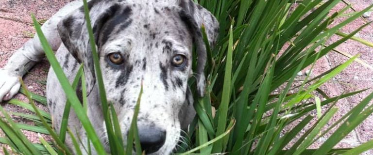 You wouldn't know it, but there are a few best big dogs for road trips. These big dogs are generally calm and sociable, and take to new situations well.