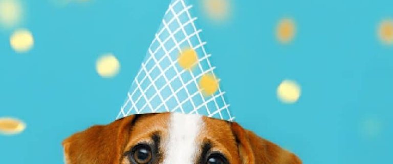 Looking for some cute birthday gift ideas for dog lovers? Check out these 10 affordable ideas that will warm their hearts!