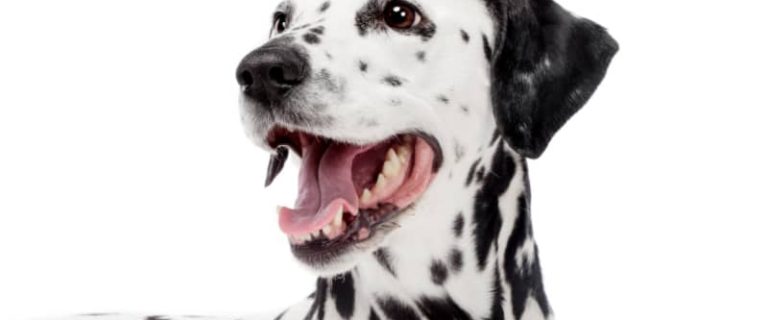 Looking for some amazing black and white dog names for your new pup? We've got you covered with just under 100! Check them out!