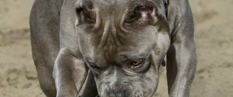 Blue Nose Pits make great family pets just like any other Pit. That's because Blue Nose Pits are just Pits with a "blue" coloring on their nose.