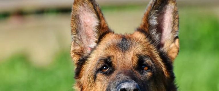 All dogs are capable of great courage, but some breeds have a reputation for being particularly brave . Take a look at the top ten bravest dog breeds! Is yours on the list?