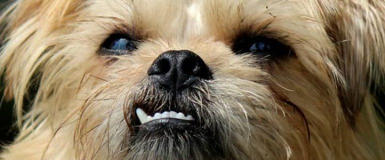 The Brussels Griffon is a wonderful small breed family dog with a bit of a stubborn streak! Come learn more about him & see it he's the right pooch for you!