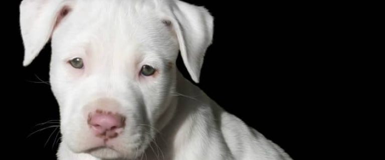 What is the Bull Terrier's lifespan? With good breeding and proper care, you can expect your Bull Terrier to live from 10 to 15 years. Learn more!