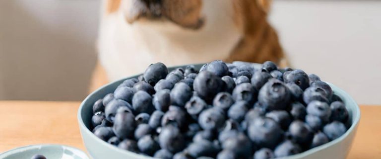 Can dogs eat blueberries?