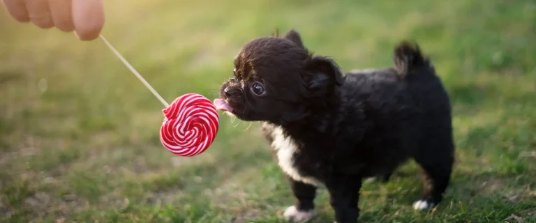 Can dogs eat peppermint? Learn about the potential risks and benefits of this refreshing herb for your furry friend's well-being in our in-depth guide!