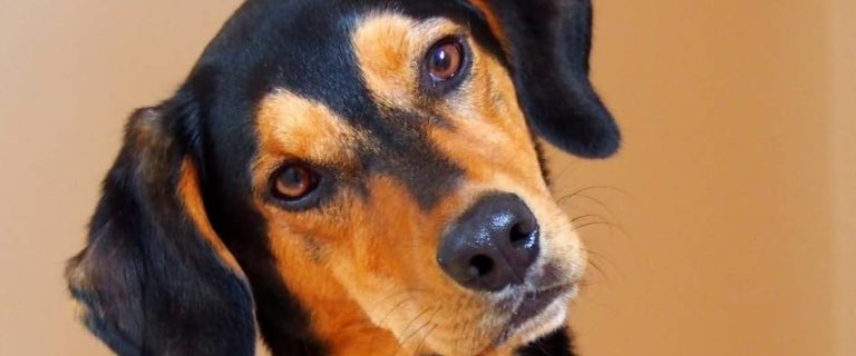 Can dogs have flea allergies? You betcha! Find out how those nasty little critters can affect your precious pup and what to do about it!