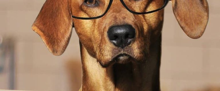 Can a dog determine a person's character on sight? Find out if there’s any truth to the old wives tale that says dogs know if a person is good or bad!