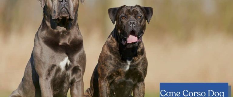 cane corso dog breed guide f