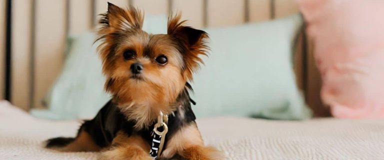 An adorable Chorkie sitting on a bed