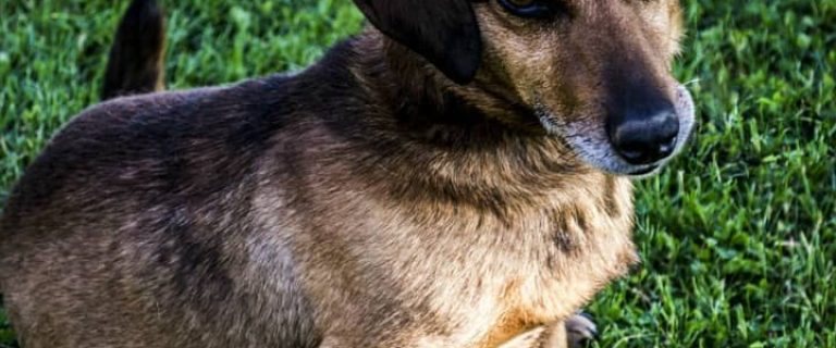 Chronic skin irritation can be a sign of underlying issues. If your dog has chronic skin irritation, your vet will look at both environment and diet. Learn more about coping with your dog's skin issues.