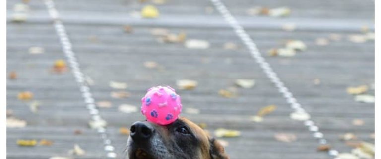 Did you ever teach your dog something you would now like to get them to stop doing? Check out our tips to correct a training mistake!