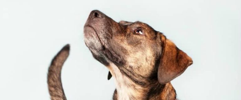 You don’t have to live in the south to give your new pooch one of these 12 sweet country dog names! Check them out and let us know which is your favorite!