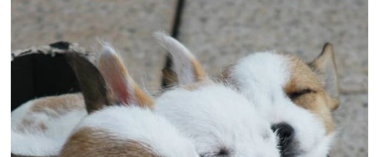 Get ready for 13 of the cutest puppy naps you’ll see all day! Don’t you just want to curl right up with them and bury your face in that soft fur! Check them out!