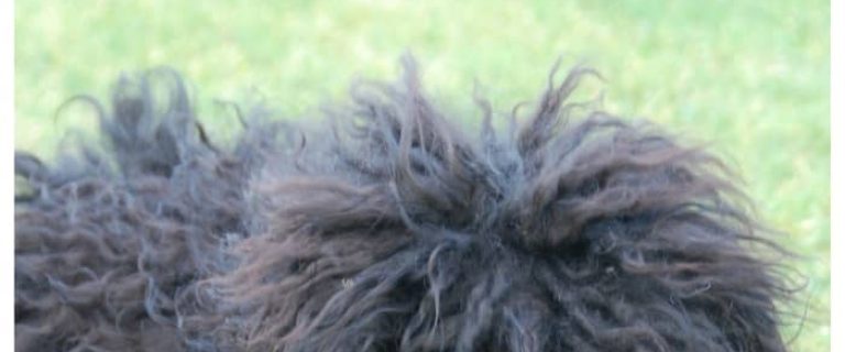 How do you detangle dog hair the easy way? Check out these three simple techniques to get rid of all those mats & get Fido looking great again!