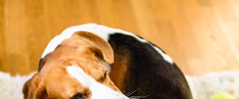 Do all dog breeds get fleas? The short answer is yes. But some dogs are attacked by far than others. Here is everything there is to learn.