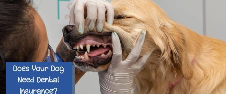 do dogs need dental insurance