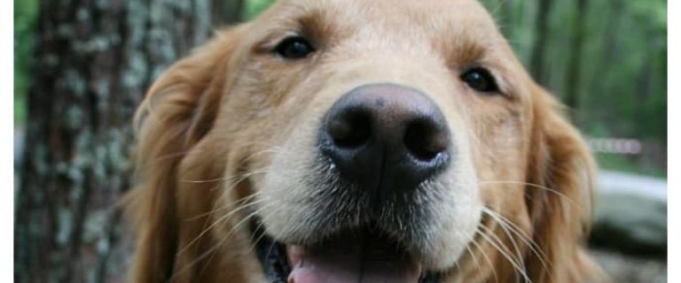 Do dogs smile? Oddly, that's a fairly controversial question! Find out if Fido really is grinning at you or if something else is going on when he smiles!