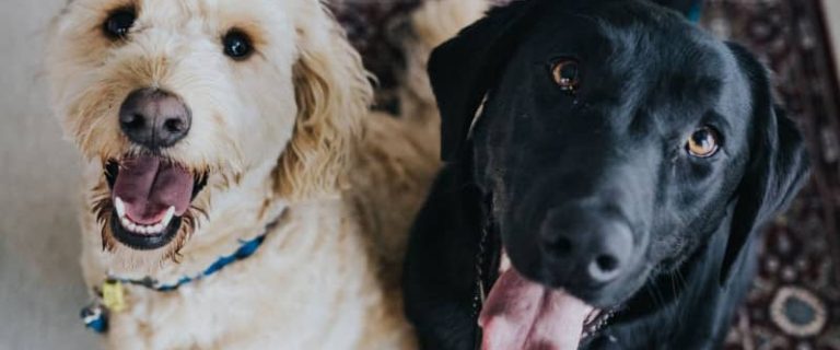 Does gender matter when adopting a second dog? Turns out, it does! Read on to find out what experts say about the subject!