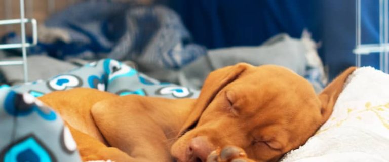 Are you wondering "does my dog need a bed in his crate?" How about a puppy? What else should go in a crate? Read on for all the answers!