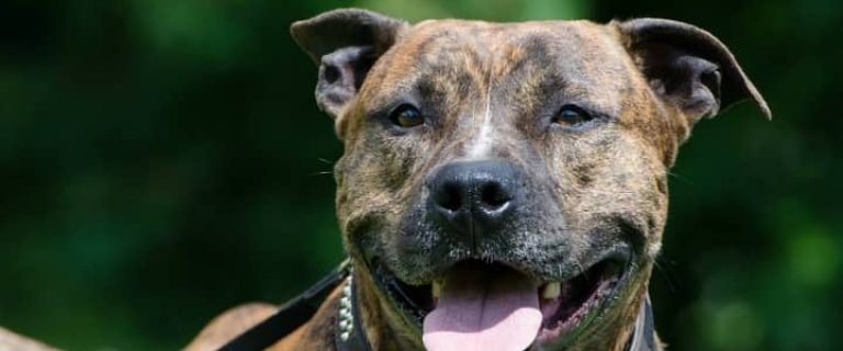 What dog breed bites the most? It's the Pit Bull. While the Pit is the answer to what dog breed bites the most, we need to look further.