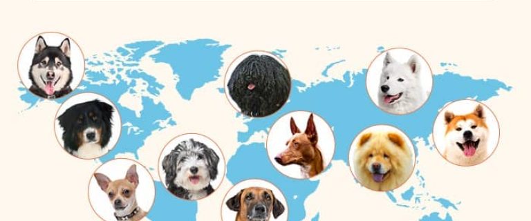 When you look at dogs from around the world, from the petite Pomeranian to the giant Great Dane, it’s hard to believe they’re the same species. Dogs vary so much in their appearance and personality. Check out these crazy dog facts from around the world!