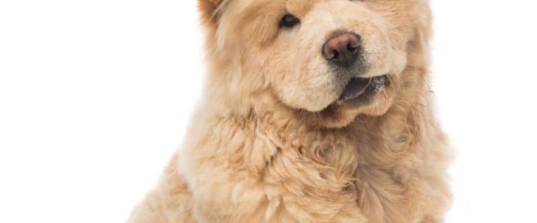 Looking for the cutest dog breeds that look like teddy bears? Take a peek at these 7 cuties that are practically plush toys comes to life!