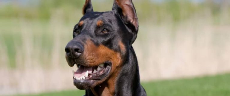 Looking for dog breeds that will stay in your yard? We've got you covered! These 8 breeds are content to hang out close to home and won't bolt on you.