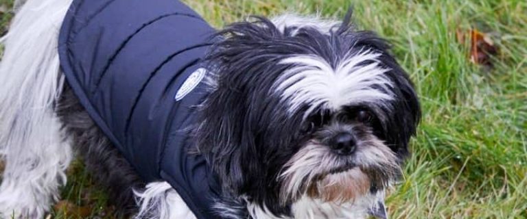 Keep your beloved canine companion cozy & warm during the harsh northern winters with North Fetch dog jackets! They're affordable & stylish! Check them out!