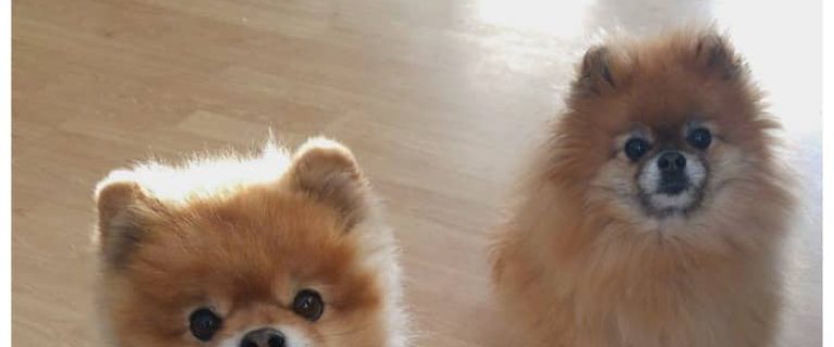 Have you ever seen a dog do a handstand? Check out today’s dog news story about Jiff the Pomeranian and you will!