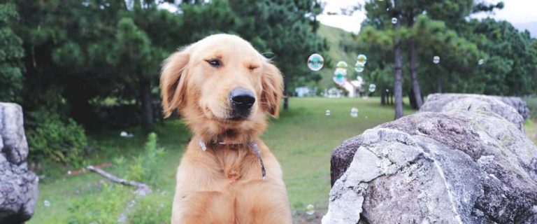 A dog eating rocks is a dog in danger Find out why your dog might be eating rocks, what could happen, and how to stop it in our complete guide!