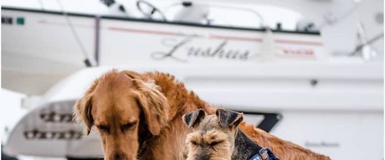 Wondering if there are any dog-friendly cruises out there? Unfortunately, only one major cruise line allows dogs. No worries, though! There are a bunch of smaller companies that welcome them! Check them out!