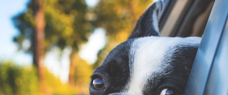 Traveling with your dog and hoping to visit a museum, but don't want to leave Fido in the car? Check out these must-visit dog-friendly museums in the US!