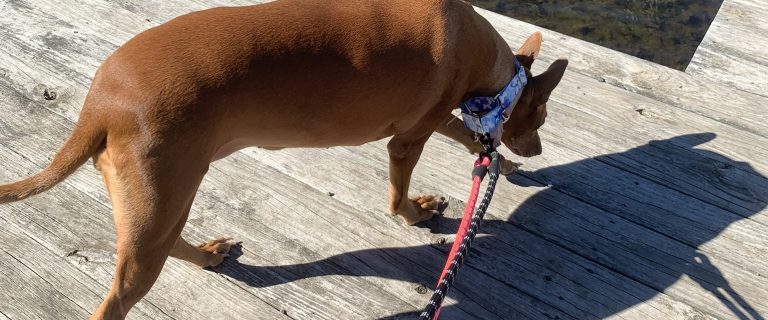 Best Dog-Friendly Stops to Add to a Road Trip