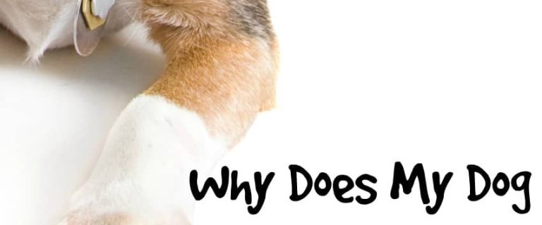 If you find yourself asking "Why does my dog lick and chew his paws?" you're not alone. It's a common question! Check out a few possible reasons for this odd dog behavior!