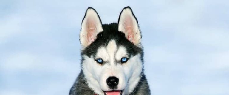 Is there a dog that looks like a husky but small? There's one in particular that comes to mind! Read on to find out the name and traits of this small husky look-alike!