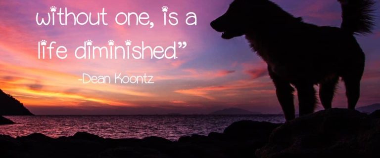 dog-loss-quotes-dean-koontz