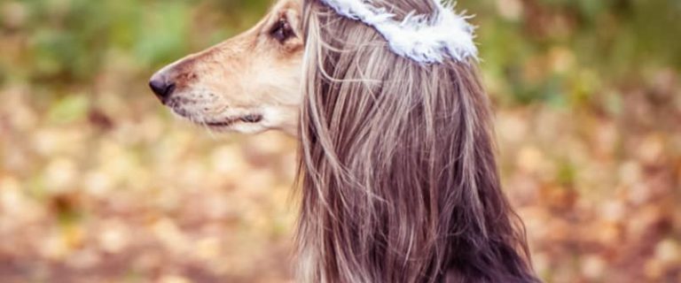 Looking for dog names meaning miracle to celebrate your miraculous hound? Check out 96 ideas that have us swooning, including plenty for both boys & girls.